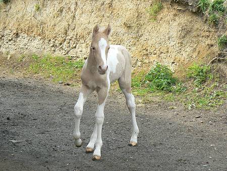 img00004.jpg