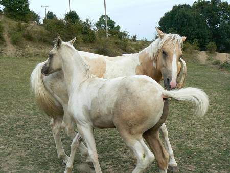 img00009.jpg
