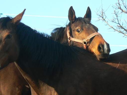 img00004.jpg