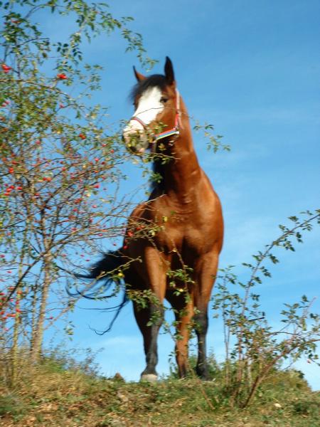 img00006.jpg